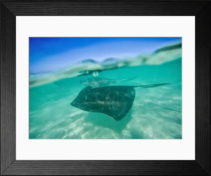 Framed Print : Snap on the water at Stingray City, a reserve hosting tens of stingray circling in Framed Print : Snap on the water at Stingray City, a reserve hosting tens of stingray circling in