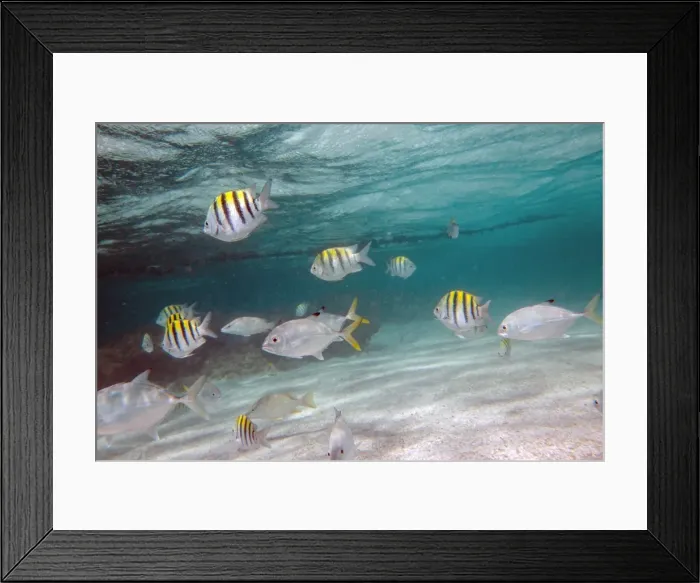 Framed Print : Multicolored fish swim peacefully at Stingray City, a sanctuary where it is possible Framed Print : Multicolored fish swim peacefully at Stingray City, a sanctuary where it is possible