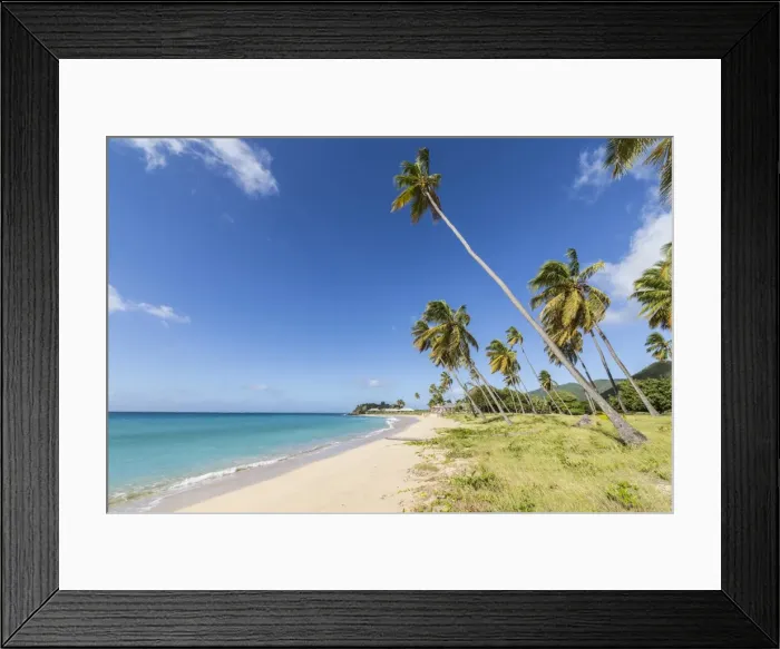 Framed Print : Towering coconut palms stretching towards the Caribbean Sea near Carlisle Bay. Antigua Framed Print : Towering coconut palms stretching towards the Caribbean Sea near Carlisle Bay. Antigua