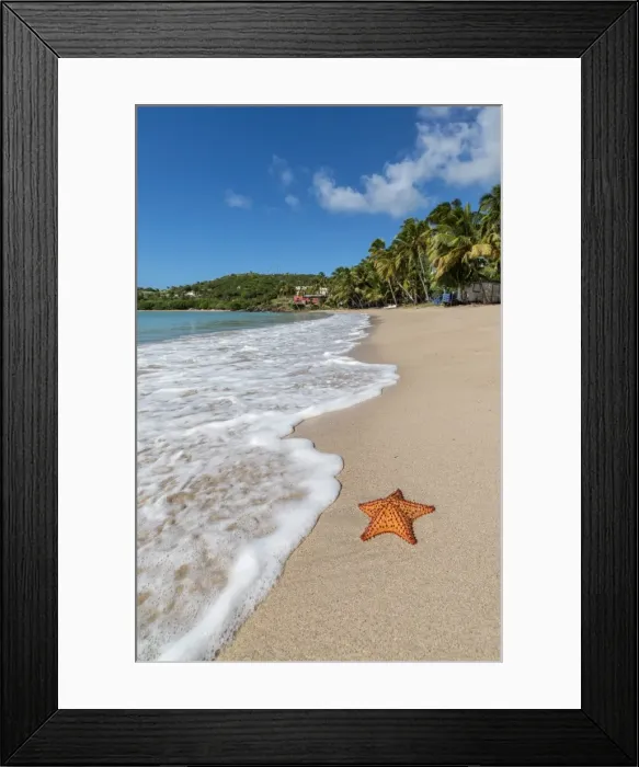 Framed Print : A starfish transported by waves lying motionless on Carlisle Bay, a thin line of Framed Print : A starfish transported by waves lying motionless on Carlisle Bay, a thin line of