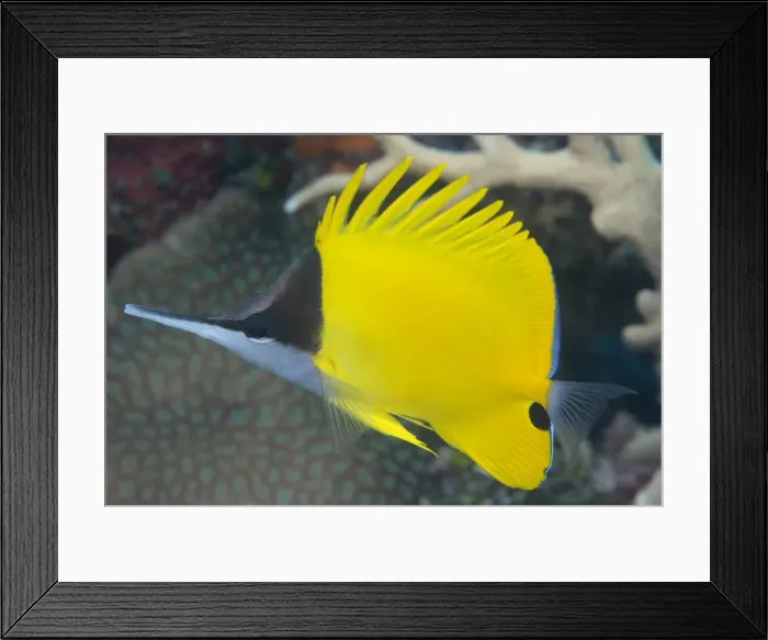 Framed Print : Longnose butterflyfish (Forcipiger flavissimus), adapted to feed in crevices in the reef Framed Print : Longnose butterflyfish (Forcipiger flavissimus), adapted to feed in crevices in the reef