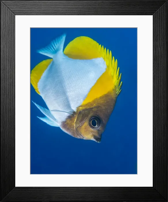Framed Print : Pyramid butterflyfish (Hemiaurichthys polylepis), Queensland, Australia, Pacific Framed Print : Pyramid butterflyfish (Hemiaurichthys polylepis), Queensland, Australia, Pacific