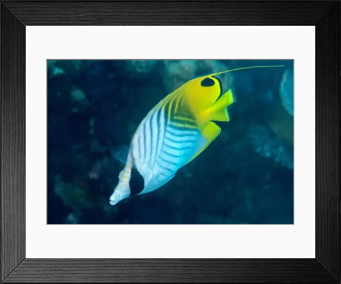 Framed Print : Thread fin butterflyfish (Chaetodon auriga), usually seen in pairs, Queensland, Australia Framed Print : Thread fin butterflyfish (Chaetodon auriga), usually seen in pairs, Queensland, Australia