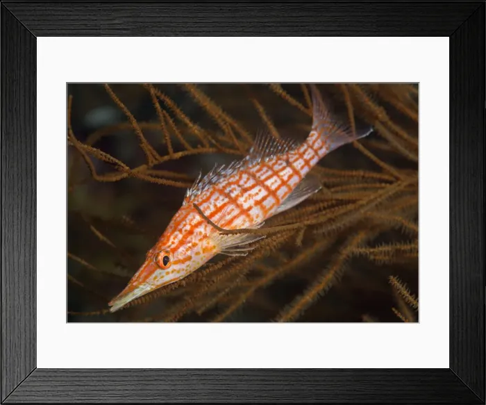 Framed Print : Longnose hawkfish (Oxycirrhites typus), usually found in the branches of gorgonian sea fans Framed Print : Longnose hawkfish (Oxycirrhites typus), usually found in the branches of gorgonian sea fans