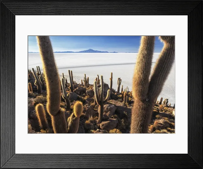 Framed Print : Cacti, Isla Incahuasi, a unique outcrop in the middle of the Salar de Uyuni, Oruro Framed Print : Cacti, Isla Incahuasi, a unique outcrop in the middle of the Salar de Uyuni, Oruro