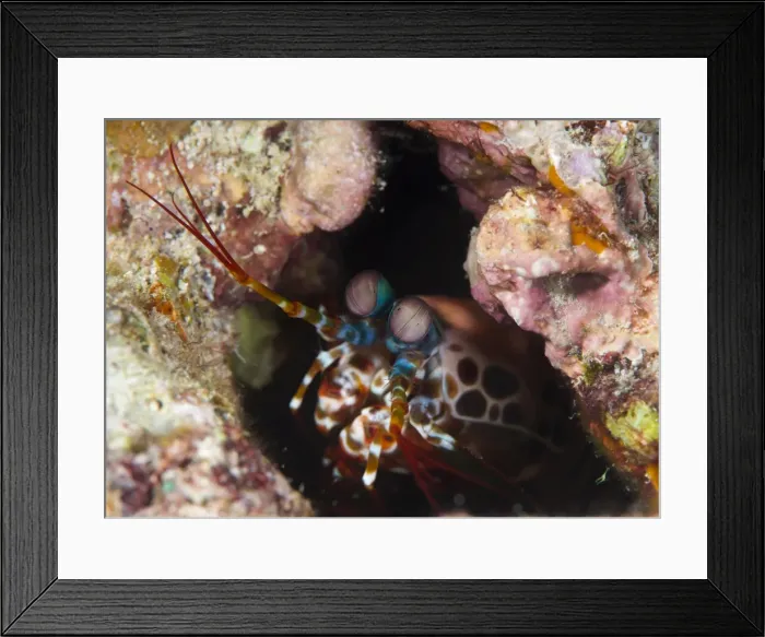 Framed Print : Mantis shrimp (Gonodactylus sp. ), a hole dwelling crustacean, Queensland, Australia Framed Print : Mantis shrimp (Gonodactylus sp. ), a hole dwelling crustacean, Queensland, Australia
