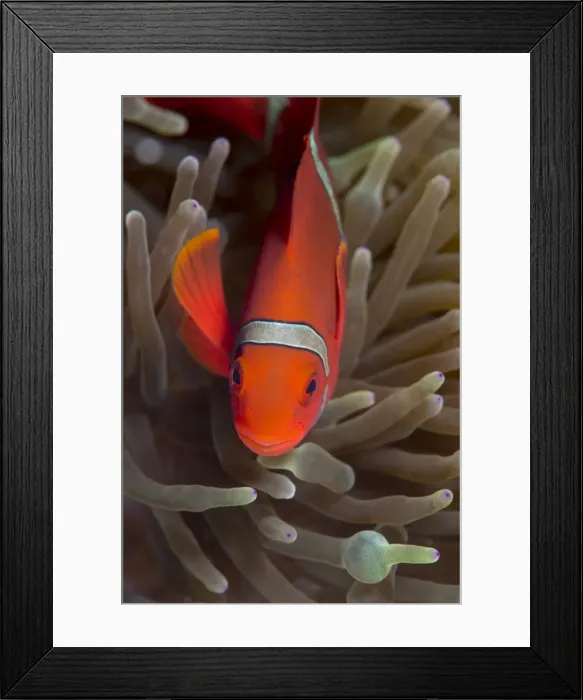 Framed Print : Spine-cheek Anemonefish (Premnas biaculeatus), Queensland, Australia, Pacific