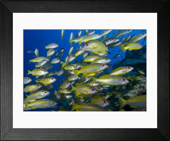 Framed Print : Schooling yellow-striped goatfish (Mulloidichthys vanicolensis). Great Barrier Reef Framed Print : Schooling yellow-striped goatfish (Mulloidichthys vanicolensis). Great Barrier Reef