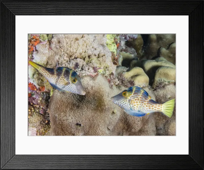 Framed Print : Mating display by pair of Wire-net filefish (Cantherhines paradalis), Queensland Framed Print : Mating display by pair of Wire-net filefish (Cantherhines paradalis), Queensland