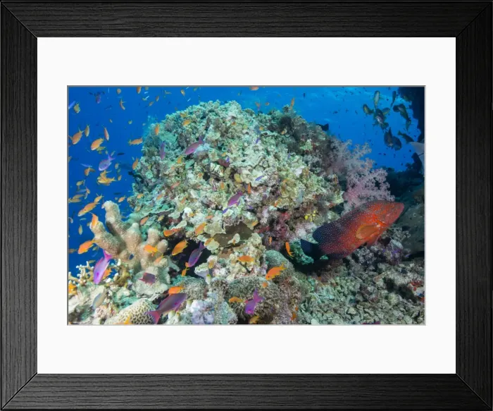 Framed Print : Colourful reef fish (Orange and purple anthias sp. ) plus Leopard Coral grouper (Plectropomus Framed Print : Colourful reef fish (Orange and purple anthias sp. ) plus Leopard Coral grouper (Plectropomus
