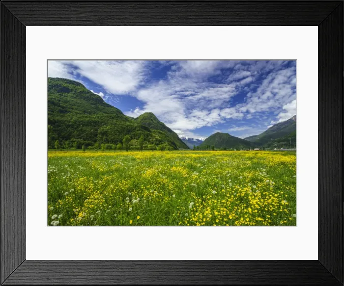 Framed Print : Spring blooms in Valtellina, near the village of Sirta. Lombardy, Italy, Europe Framed Print : Spring blooms in Valtellina, near the village of Sirta. Lombardy, Italy, Europe