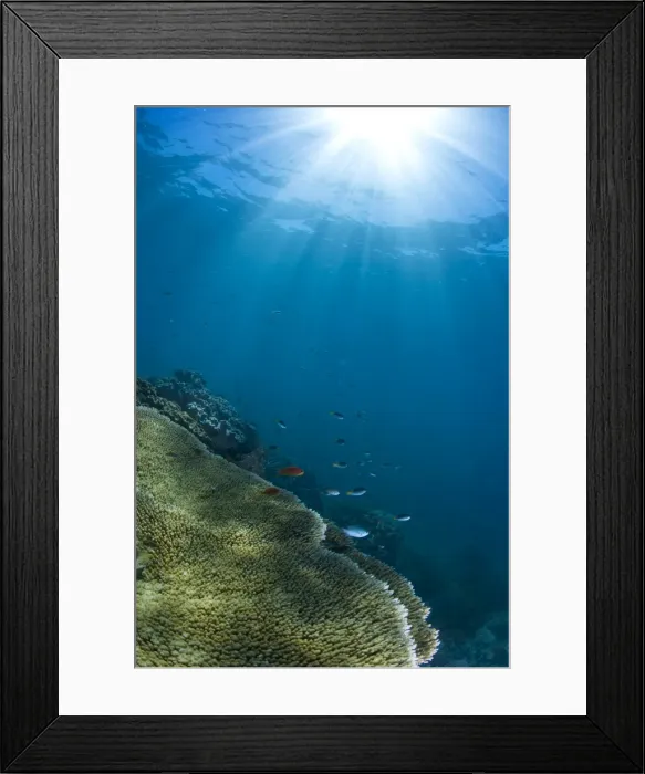 Framed Print : Hard and soft coral landscape scenic at Thetford Reef on the Great Barrier Reef Framed Print : Hard and soft coral landscape scenic at Thetford Reef on the Great Barrier Reef