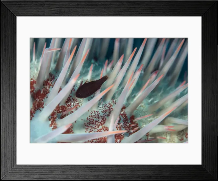 Framed Print : Small fish hides in the venomous spines of a crown of thorns starfish (Acanthaster planci) Framed Print : Small fish hides in the venomous spines of a crown of thorns starfish (Acanthaster planci)