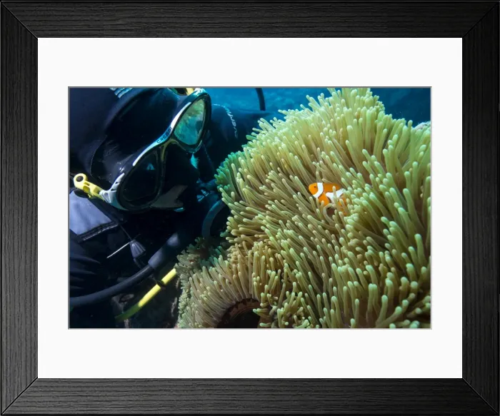 Framed Print : Scuba diver with False clown anenomefish (Amphiprion ocellaris) and anemone, Magnificent Framed Print : Scuba diver with False clown anenomefish (Amphiprion ocellaris) and anemone, Magnificent
