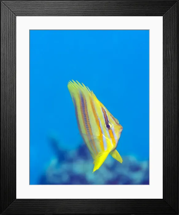 Framed Print : Rainfords Butterflyfish (Chaetodon rainfordi), Cairns, Queensland, Australia, Pacific Framed Print : Rainfords Butterflyfish (Chaetodon rainfordi), Cairns, Queensland, Australia, Pacific
