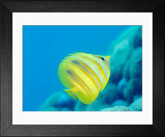 Framed Print : Rainfords Butterflyfish (Chaetodon rainfordi), Cairns, Queensland, Australia, Pacific Framed Print : Rainfords Butterflyfish (Chaetodon rainfordi), Cairns, Queensland, Australia, Pacific