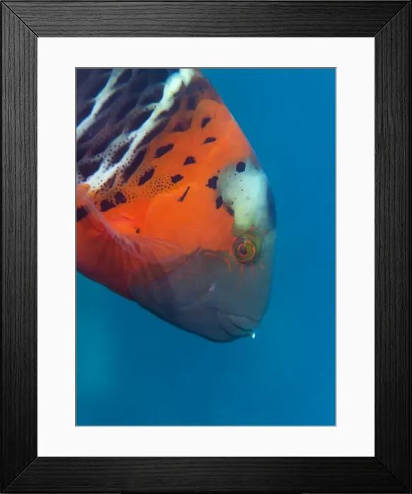Framed Print : Red-banded Wrasse (Cheilinus fasciatus), Cairns, Queensland, Australia, Pacific