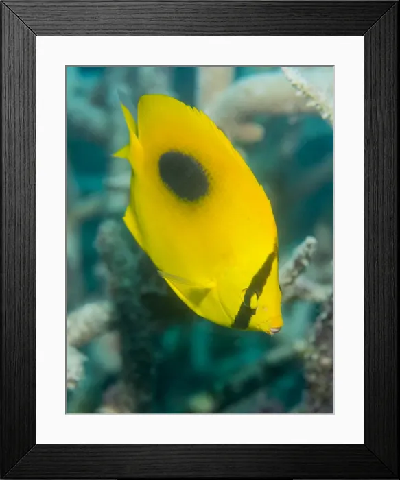 Framed Print : Ovalspot butterflyfish (Chaetodon speculum), Cairns, Queensland, Australia, Pacific Framed Print : Ovalspot butterflyfish (Chaetodon speculum), Cairns, Queensland, Australia, Pacific