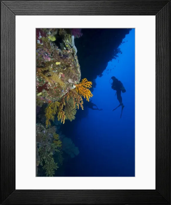 Framed Print : Gorgonian sea fans (Subergorgia mollis) with diver, Queensland, Australia, Pacific Framed Print : Gorgonian sea fans (Subergorgia mollis) with diver, Queensland, Australia, Pacific