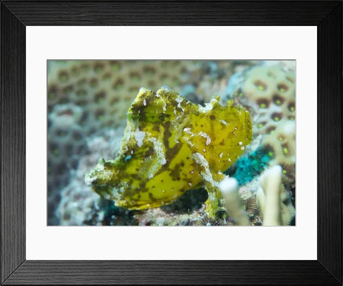 Framed Print : Leaf scorpionfish (Taenianotus triacanthus), Queensland, Australia, Pacific Framed Print : Leaf scorpionfish (Taenianotus triacanthus), Queensland, Australia, Pacific
