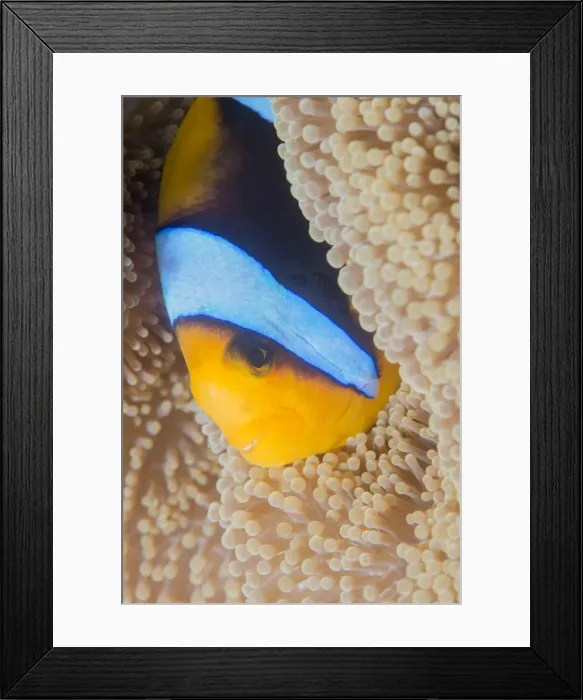 Framed Print : Barrier reef anenomefis (Amphiprion akindynos) in tentacles of host anemone in symbiosis Framed Print : Barrier reef anenomefis (Amphiprion akindynos) in tentacles of host anemone in symbiosis