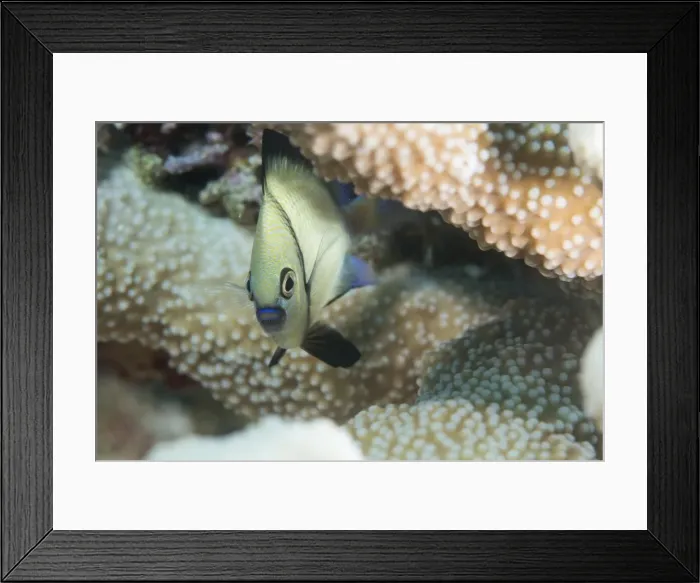 Framed Print : Reticulated Dascyllus (Dascyllus reticulans), Queensland, Australia, Pacific Framed Print : Reticulated Dascyllus (Dascyllus reticulans), Queensland, Australia, Pacific