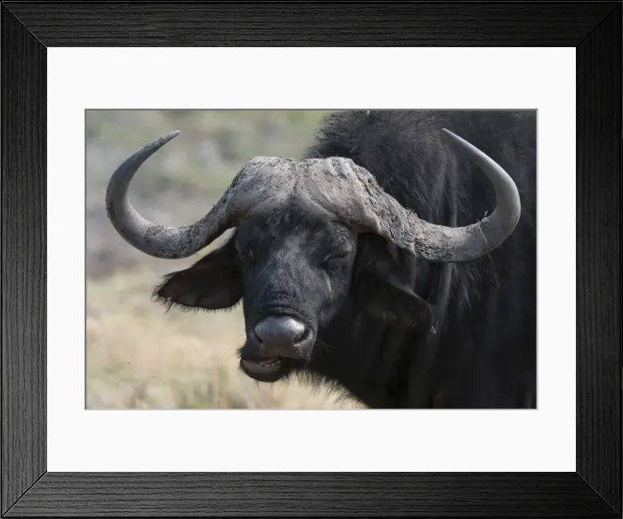Framed Print : Buffalo (Syncerus caffer), Chobe National Park, Botswana, Africa Framed Print : Buffalo (Syncerus caffer), Chobe National Park, Botswana, Africa