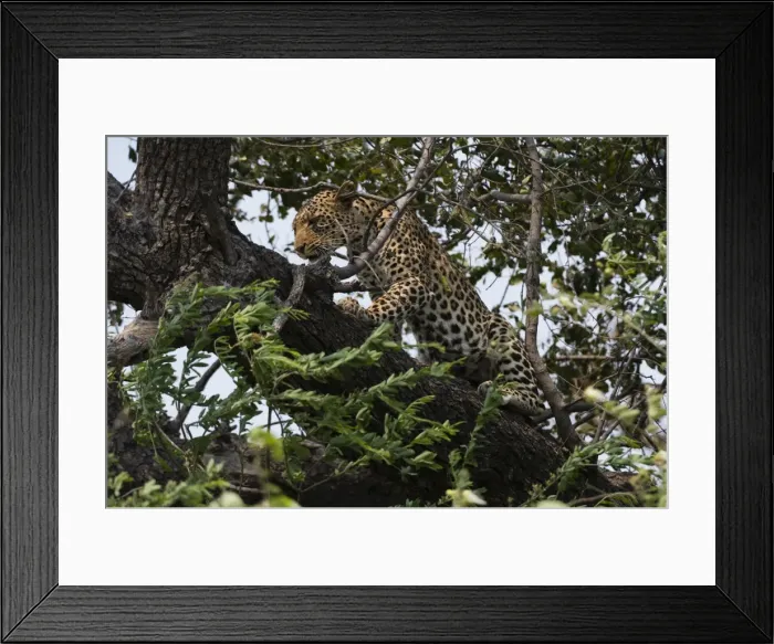 Framed Print : Leopard (Panthera pardus), Chobe National Park, Botswana, Africa