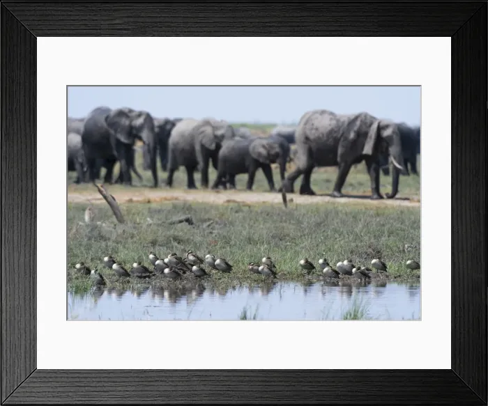 Framed Print : Red-billed teal (Anas erythrorhyncha), Savuti Marsh, Chobe National Park, Botswana Framed Print : Red-billed teal (Anas erythrorhyncha), Savuti Marsh, Chobe National Park, Botswana
