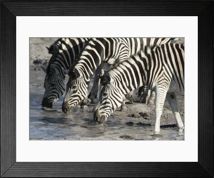 Framed Print : Burchells zebras (Equus burchelli), Khwai Concession, Okavango Delta, Botswana, Africa Framed Print : Burchells zebras (Equus burchelli), Khwai Concession, Okavango Delta, Botswana, Africa