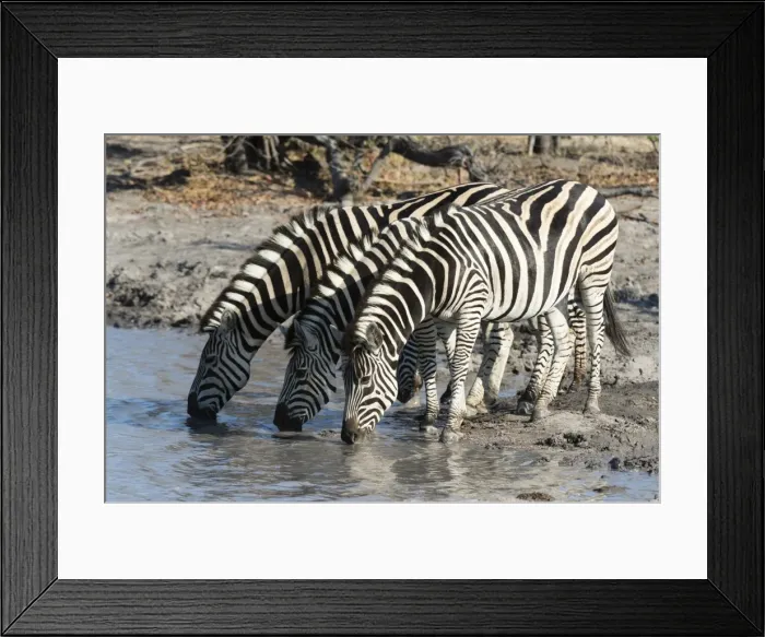Framed Print : Burchells zebras (Equus burchelli), Khwai Concession, Okavango Delta, Botswana, Africa Framed Print : Burchells zebras (Equus burchelli), Khwai Concession, Okavango Delta, Botswana, Africa