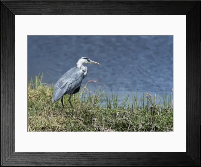 Framed Print : Grey heron (Ardea cinerea), Khwai Concession, Okavango Delta, Botswana, Africa Framed Print : Grey heron (Ardea cinerea), Khwai Concession, Okavango Delta, Botswana, Africa