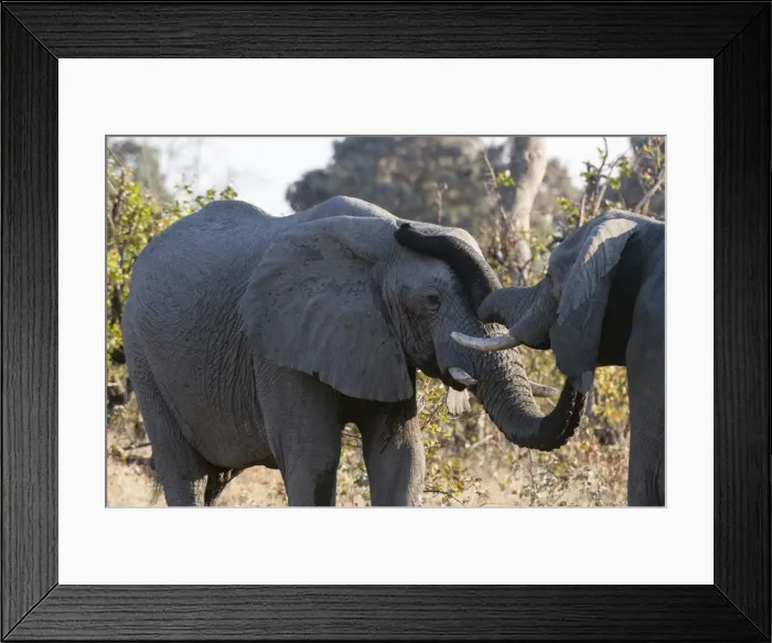 Framed Print : African elephants (Loxodonta africana), Khwai Concession, Okavango Delta, Botswana Framed Print : African elephants (Loxodonta africana), Khwai Concession, Okavango Delta, Botswana