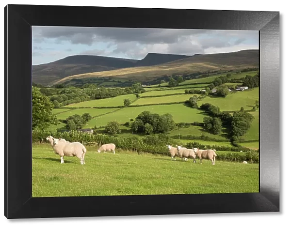 Sheep below Black Mountain, Llanddeusant, Brecon Beacons National Park, Carmarthenshire