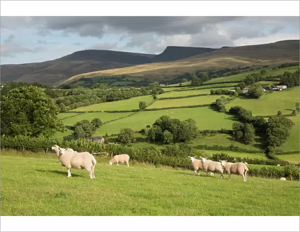 Sheep below Black Mountain, Llanddeusant, Brecon Beacons National Park, Carmarthenshire