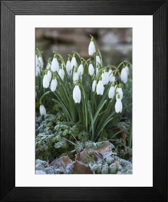 Framed Print : Snowdrops in frost, Cotswolds, Gloucestershire, England, United Kingdom, Europe
