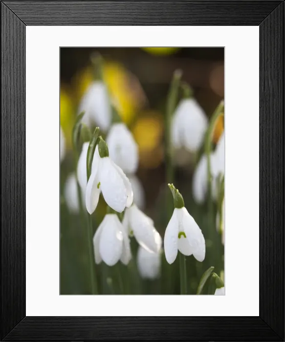 Framed Print : Snowdrops, Cotswolds, Gloucestershire, England, United Kingdom, Europe Framed Print : Snowdrops, Cotswolds, Gloucestershire, England, United Kingdom, Europe