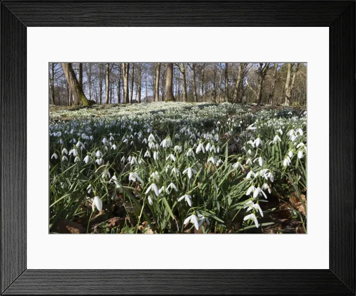 Framed Print : Snowdrops in woodland, near Stow-on-the-Wold, Cotswolds, Gloucestershire, England Framed Print : Snowdrops in woodland, near Stow-on-the-Wold, Cotswolds, Gloucestershire, England