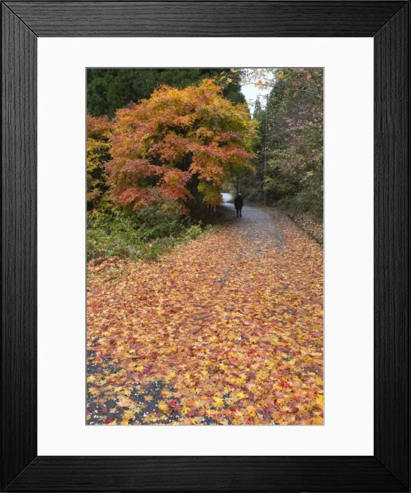 Framed Print : Autumn leaves along the old Nakasendo highway, Magome, Kiso Valley Nakasendo, Central Honshu Framed Print : Autumn leaves along the old Nakasendo highway, Magome, Kiso Valley Nakasendo, Central Honshu