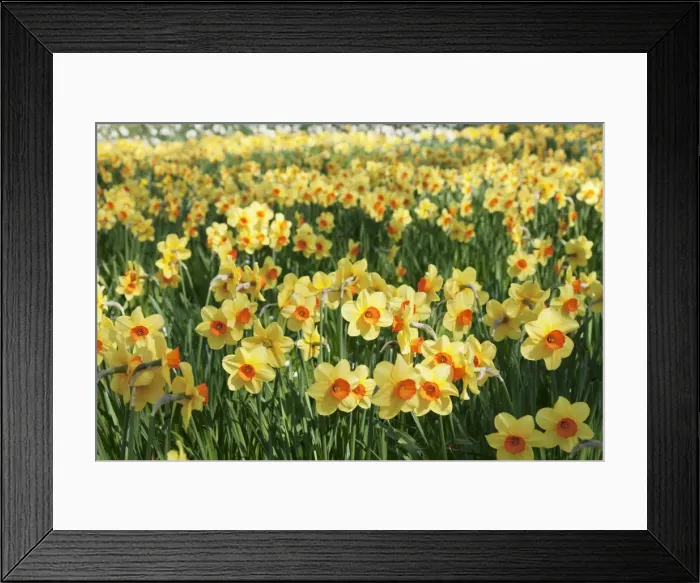 Framed Print : Field of narcissi, Mainau Island in spring, Lake Constance, Baden-Wurttemberg, Germany Framed Print : Field of narcissi, Mainau Island in spring, Lake Constance, Baden-Wurttemberg, Germany