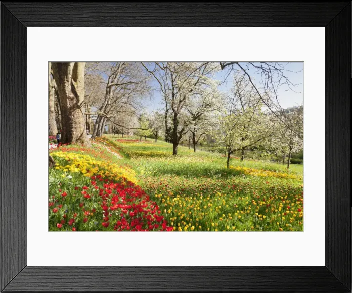 Framed Print : Field of tulips, Mainau Island in spring, Lake Constance, Baden-Wurttemberg, Germany Framed Print : Field of tulips, Mainau Island in spring, Lake Constance, Baden-Wurttemberg, Germany