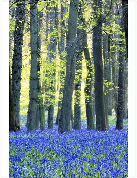 Ancient bluebell woodland in spring, Dockey Wood, Ashridge Estate, Berkhamsted, Hertfordshire