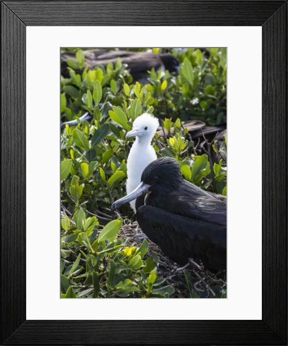 Framed Print : Mother frigate bird tenaciously protects her chick, Barbuda, Antigua and Barbuda Framed Print : Mother frigate bird tenaciously protects her chick, Barbuda, Antigua and Barbuda