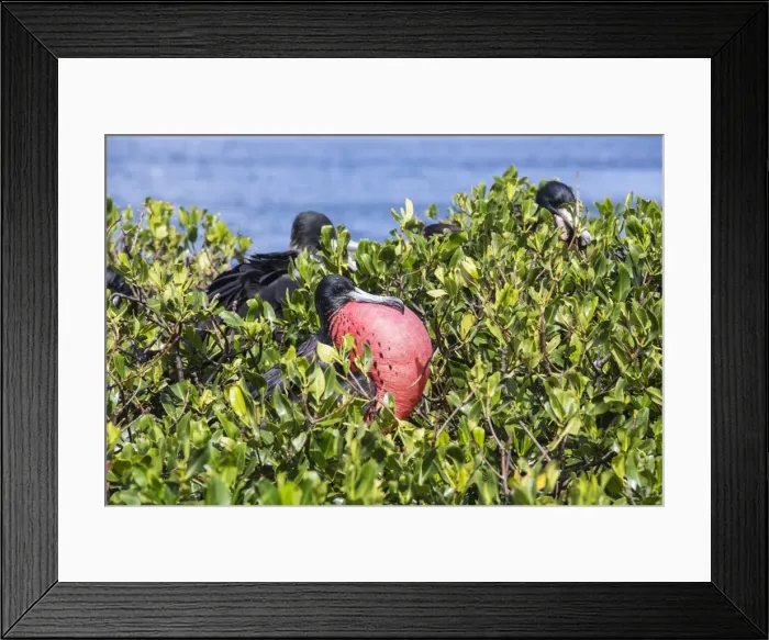 Framed Print : The male frigate with red throat pouch, which it inflates as part of its courtship behaviour Framed Print : The male frigate with red throat pouch, which it inflates as part of its courtship behaviour