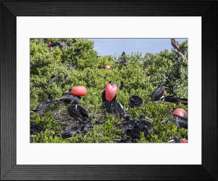 Framed Print : A group of male frigate birds with red throat pouches oversees females with chicks Framed Print : A group of male frigate birds with red throat pouches oversees females with chicks