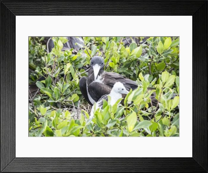 Framed Print : Mother and chick frigate bird resting on mangrove away from the dangers of the sky Framed Print : Mother and chick frigate bird resting on mangrove away from the dangers of the sky