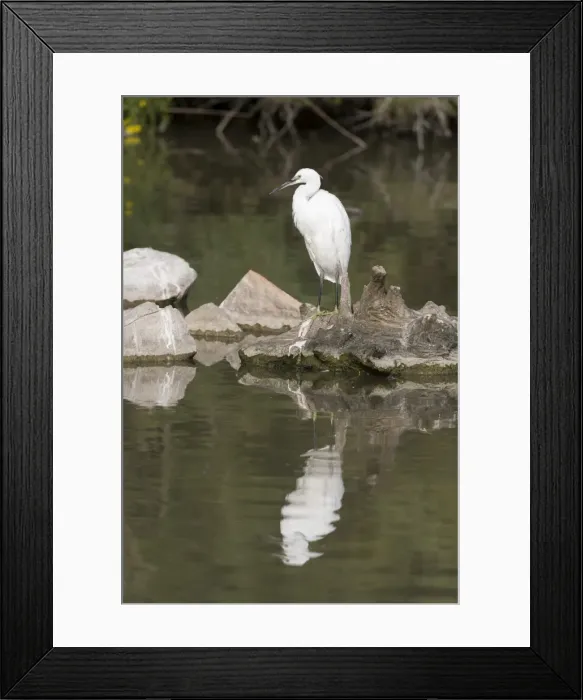 Framed Print : Little egret (Egretta garzetta), Camargue, Provence-Alpes-Cote d Azur, France, Europe Framed Print : Little egret (Egretta garzetta), Camargue, Provence-Alpes-Cote d Azur, France, Europe