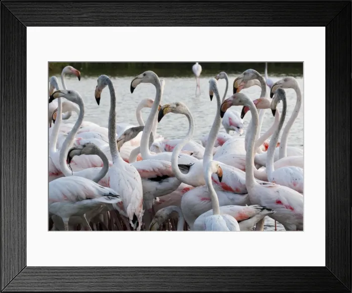 Framed Print : Greater flamingo (Phoenicopterus roseus), Camargue, Provence-Alpes-Cote d Azur, France Framed Print : Greater flamingo (Phoenicopterus roseus), Camargue, Provence-Alpes-Cote d Azur, France
