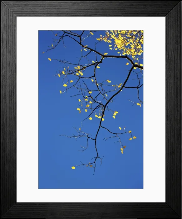 Framed Print : Yellow aspen leaves against a blue sky in the fall, Grand Mesa National Forest, Colorado Framed Print : Yellow aspen leaves against a blue sky in the fall, Grand Mesa National Forest, Colorado