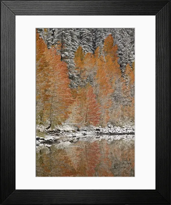Framed Print : Orange aspens in the fall among evergreens covered with snow at a lake, Grand Mesa National Forest Framed Print : Orange aspens in the fall among evergreens covered with snow at a lake, Grand Mesa National Forest